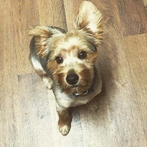 Meet your Posher, Amber